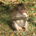 04 Monkeys at the Temple